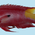 Bodianus pulchellus