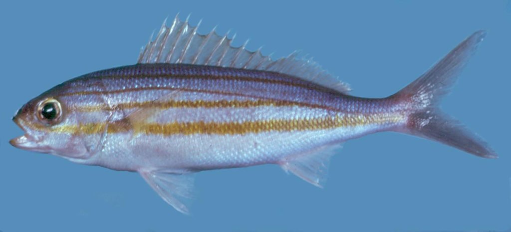 Haemulon striatum