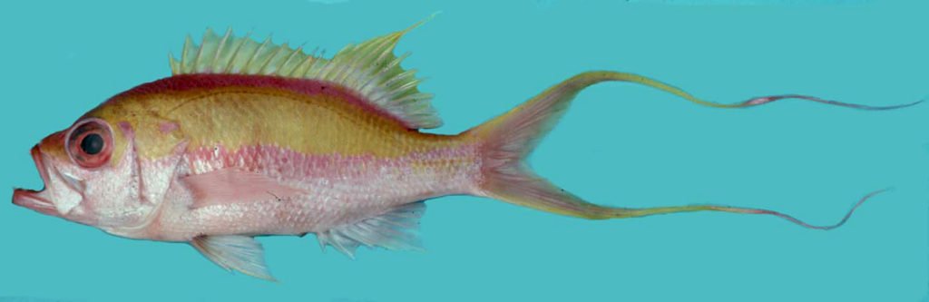 Anthias woodsi