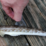 Synodus foetens, Inshore Lizardfish