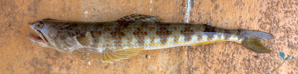 Synodus intermedius, Sand Diver