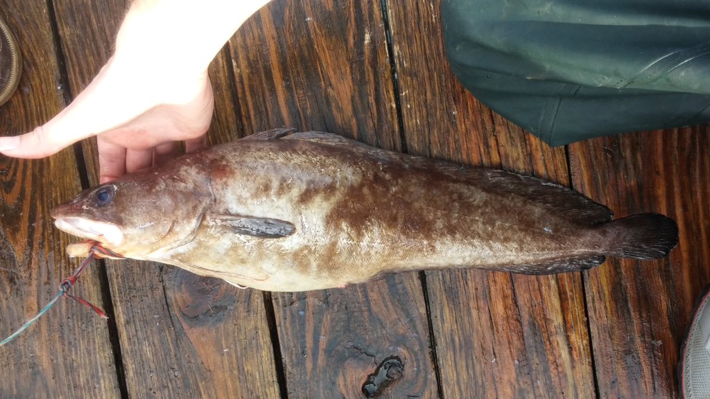 Urophycis earllii, Carolina Hake