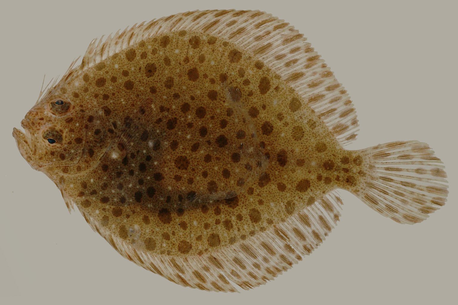 Sand Flounder (Family Paralichthyidae) Diversity in North Carolina