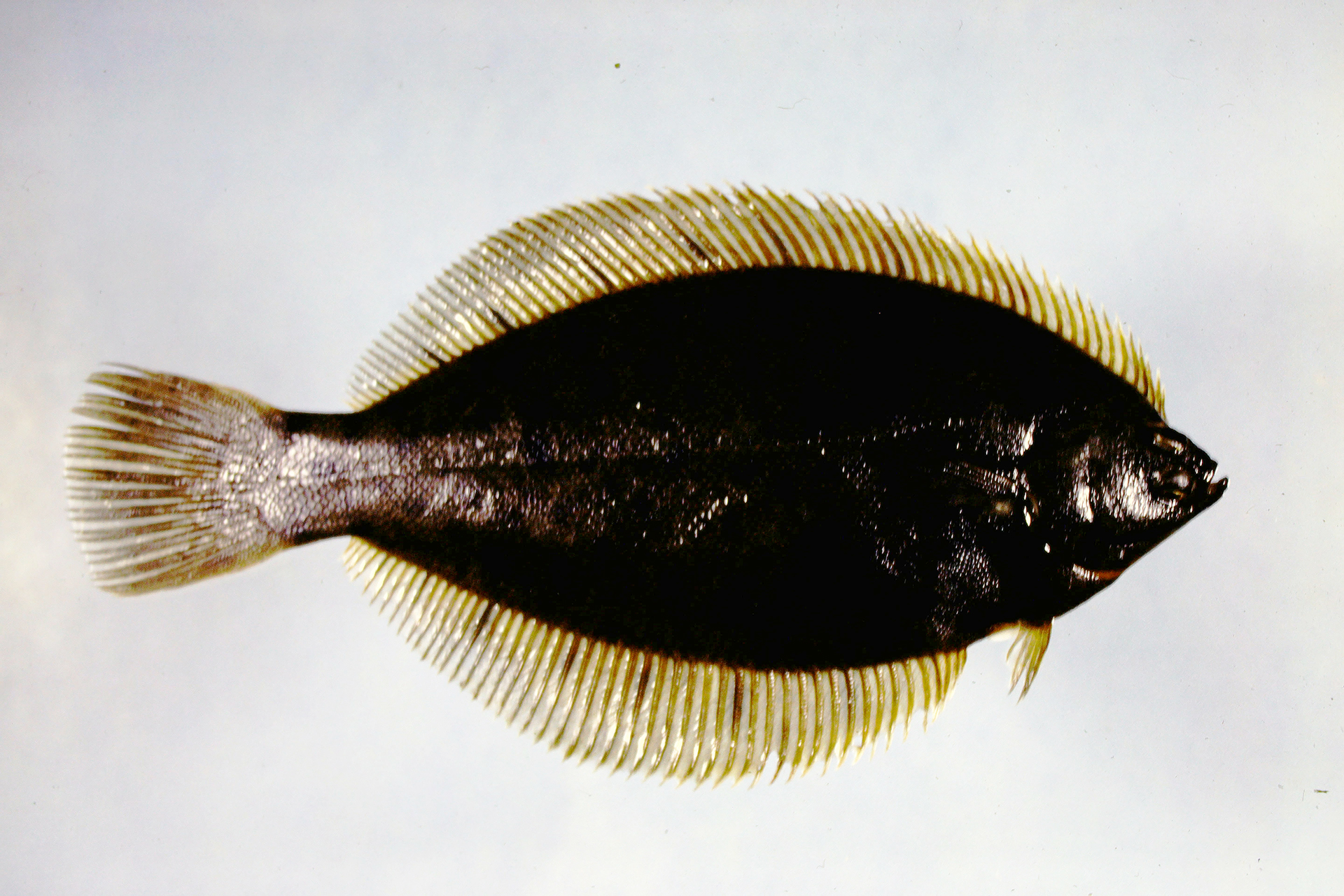 File:FMIB 41949 Flat Fish (Pseudopleuronectes americanus (Walbaum