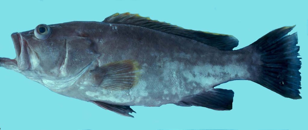 Hyporthodus flavolimbatus
