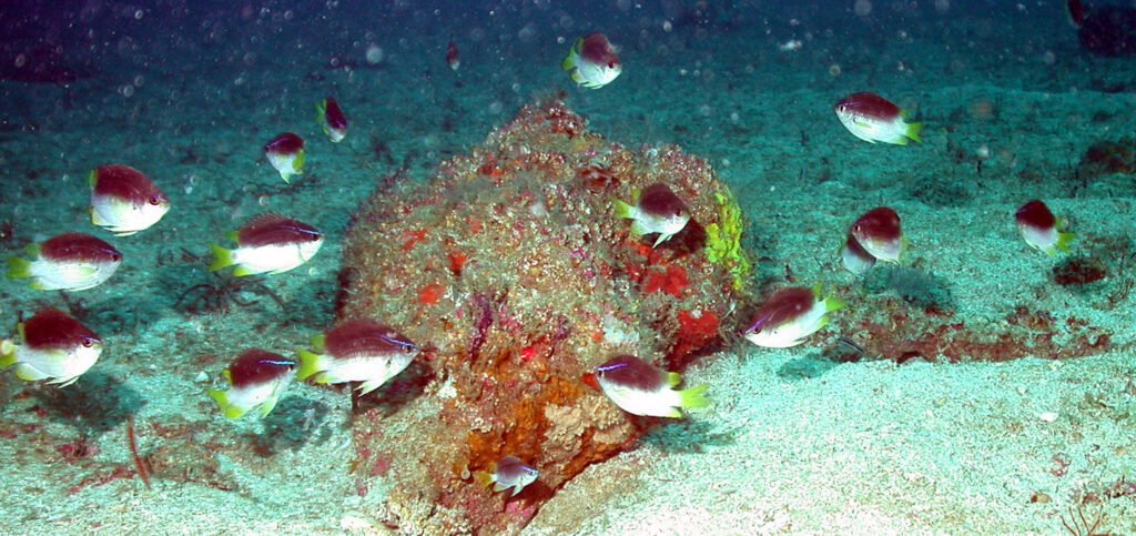 Chromis enchrysura