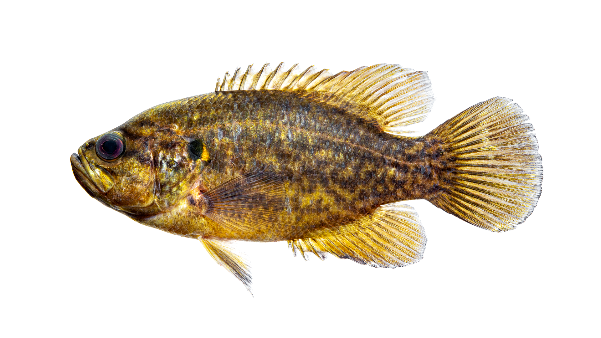 Sunfish (Family Centrarchidae) Diversity in North Carolina