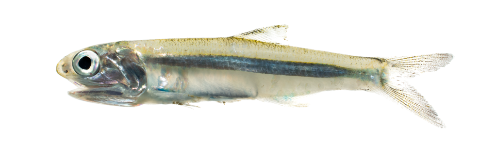 Striped Anchovy - Anchoa hepsetus