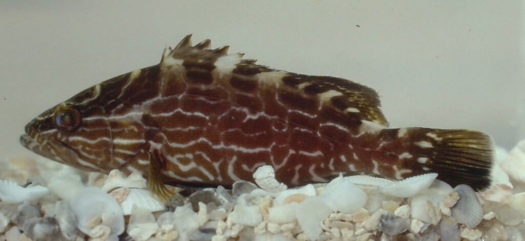 Mycteroperca bonaci