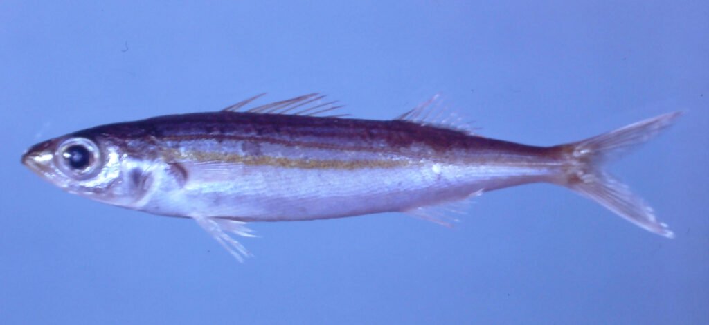 Haemulon vittatum, Boga.