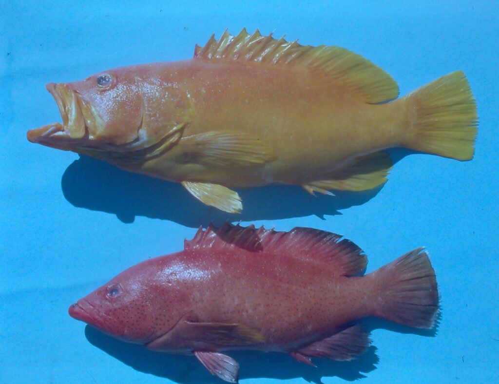 Cephalopholis fulva