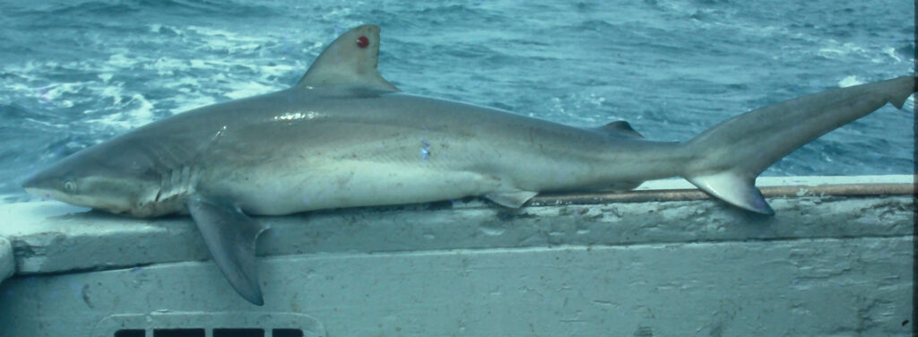 Dusky Shark - Carcharhinus obscurus
