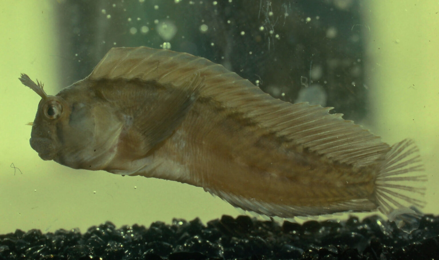 Hypsoblennius hentz »