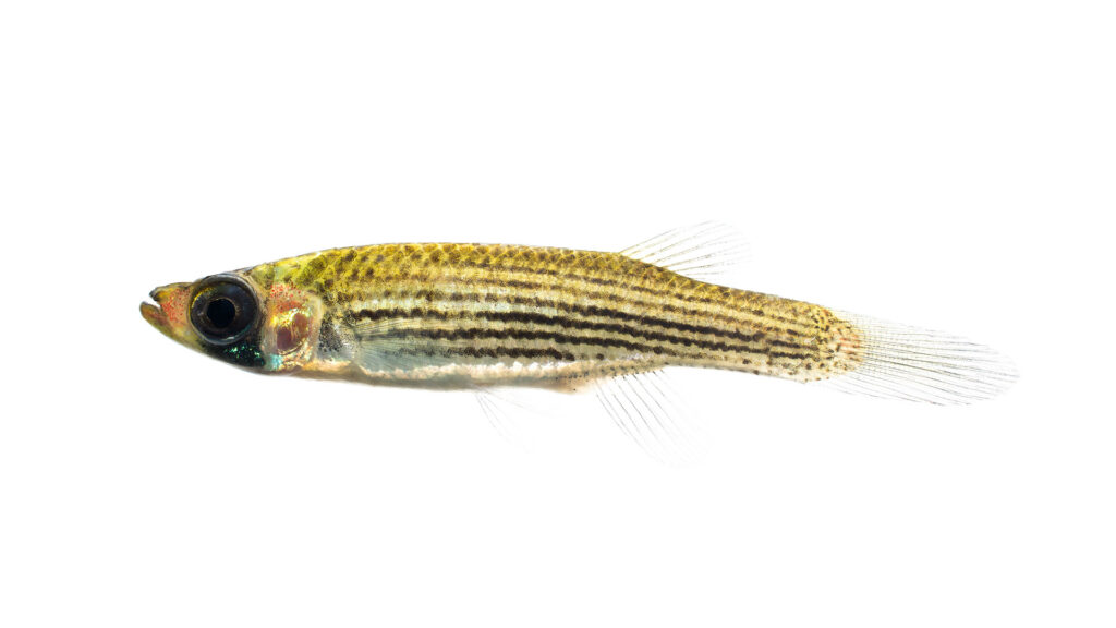 Fundulus lineolatus »