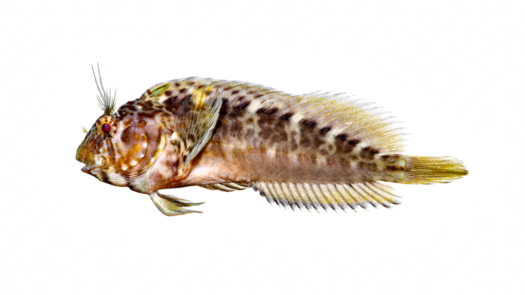Hypleurochilus geminatus