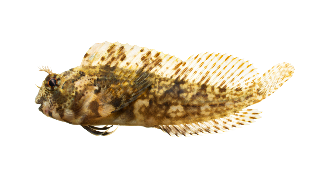 Hypsoblennius hentz