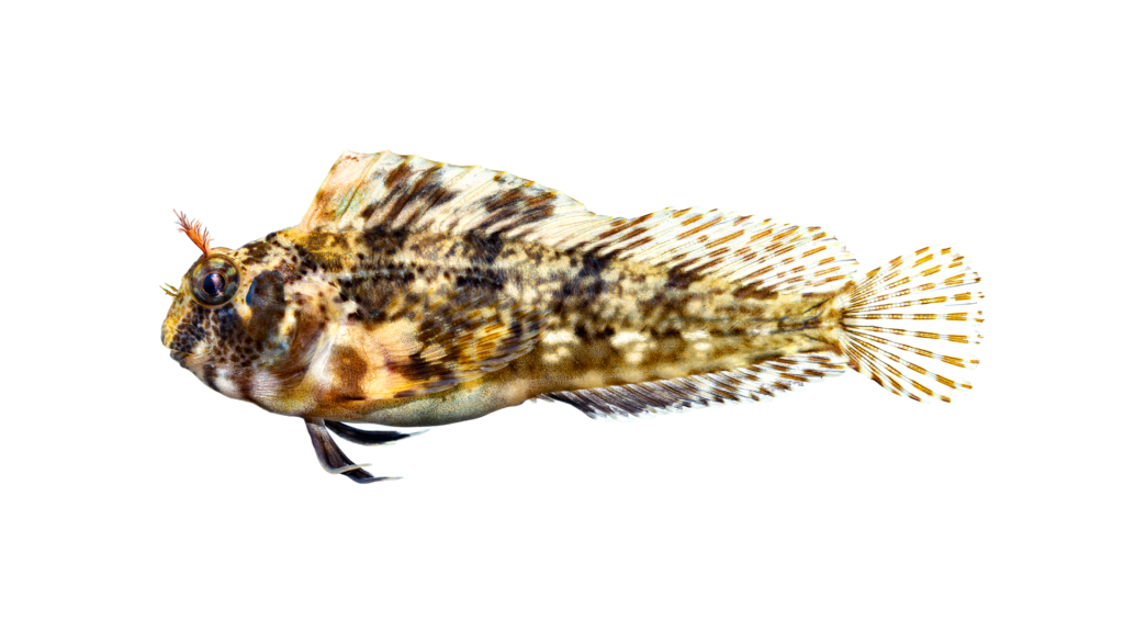Hypsoblennius hentz