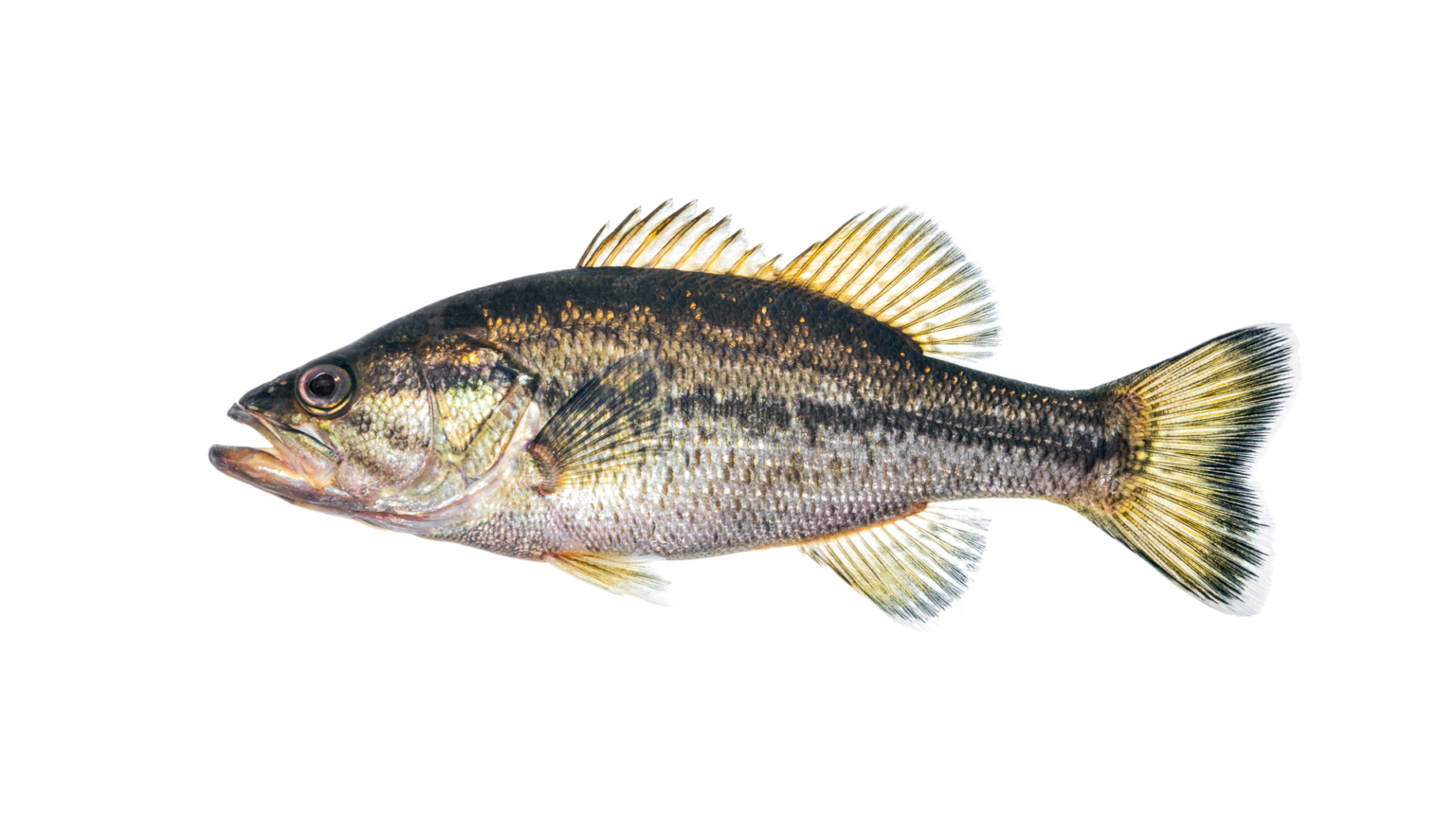 Micropterus Salmoides NCFishes