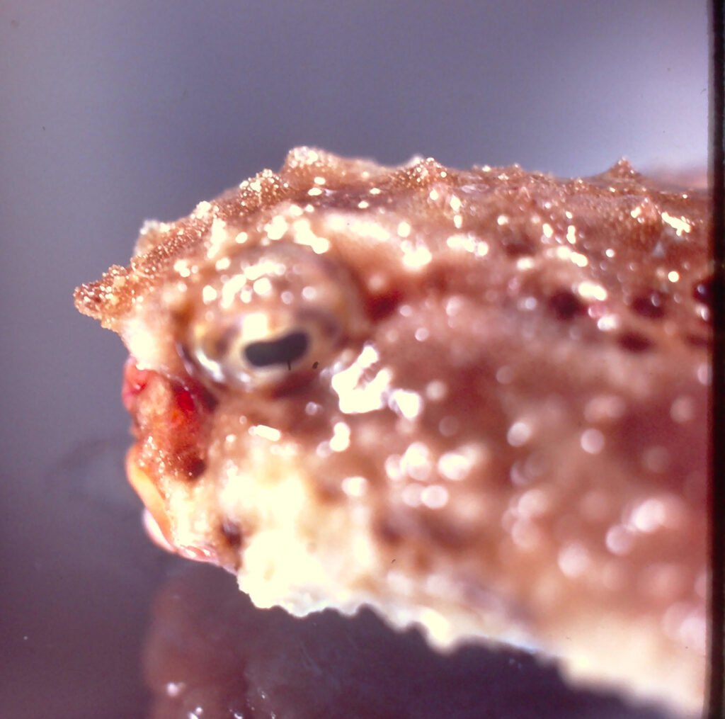 Ogcocephalus rostellum