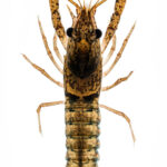 Procambarus braswelli