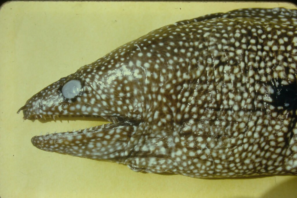 Muraena retifera