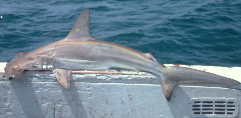 Sphyrna mokarran » NCFishes.com