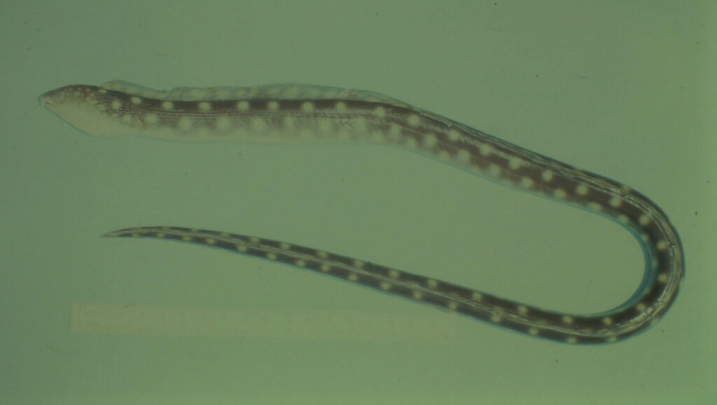 Myrichthys breviceps