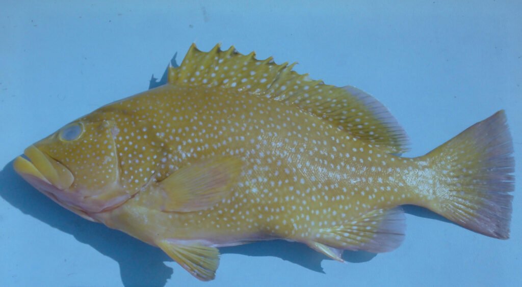 Hyporthodus drummondhayi