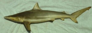 Carcharhinus brevipinna