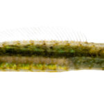 Syngnathus floridae