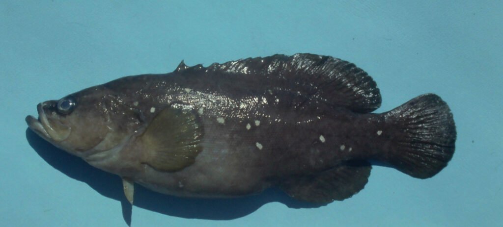 Rypticus maculatus