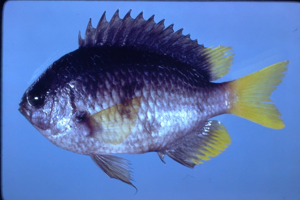 Chromis enchrysura