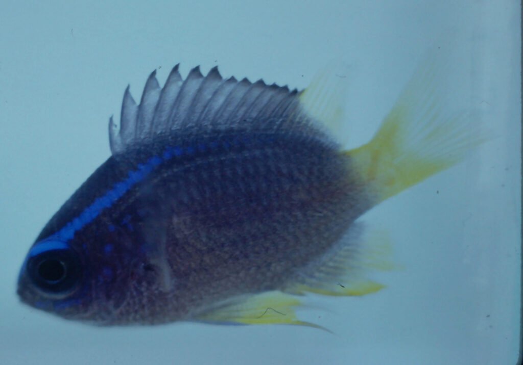 Chromis enchrysura