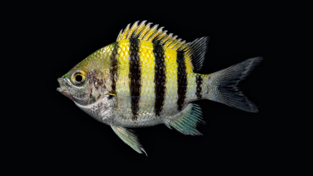 Abudefduf saxatilis