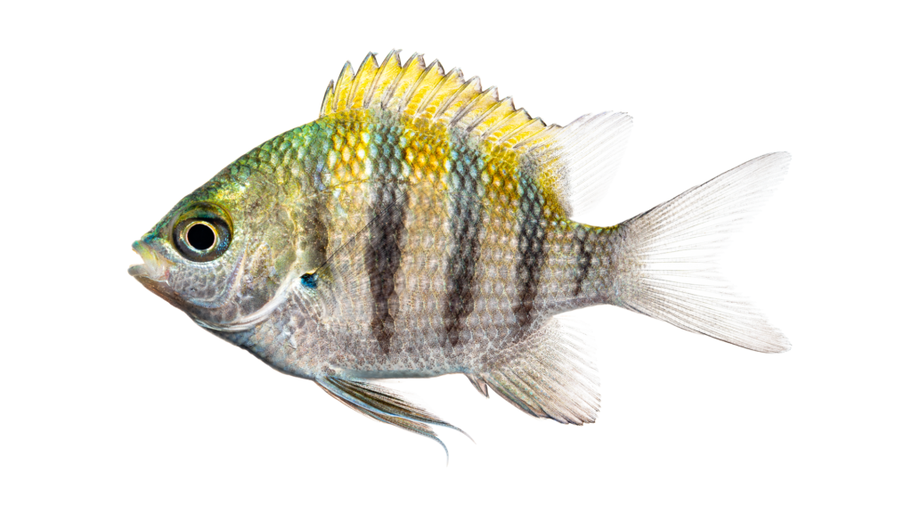 Abudefduf saxatilis