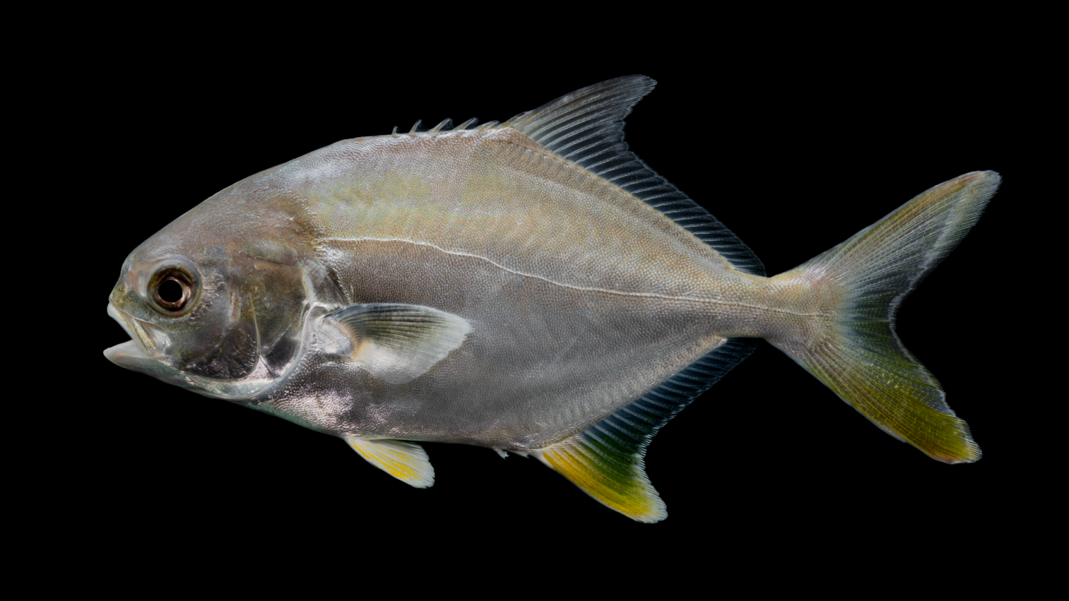 Trachinotus carolinus »