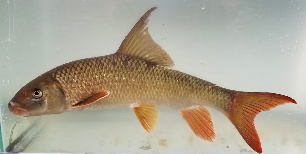 Moxostoma ugidatli - Sicklefin Redhorse - male - Hiwassee Photo Credit: Luke Etchison NCWRC
