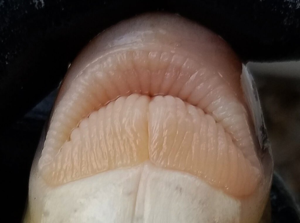 Moxostoma ugidatli - Sicklefin Redhorse - lips -Photo Credit: Luke Etchison NCWRC