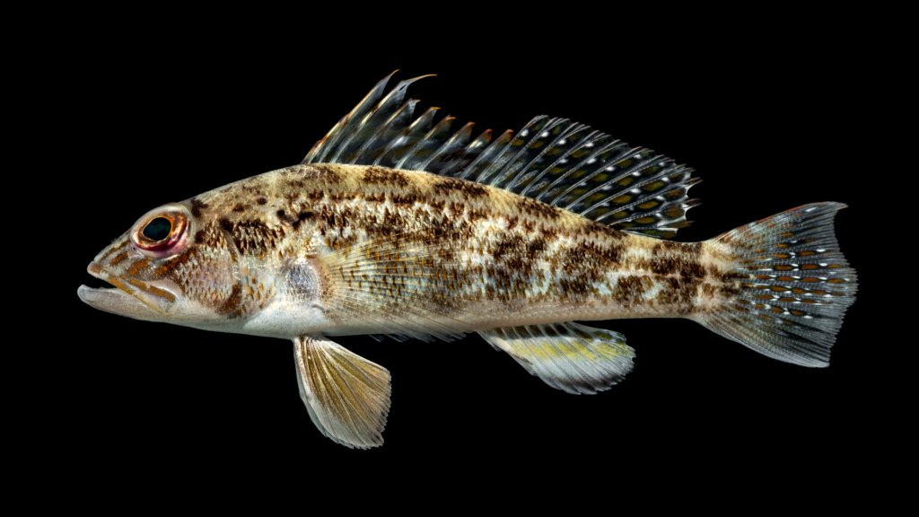 Centropristis philadelphica
