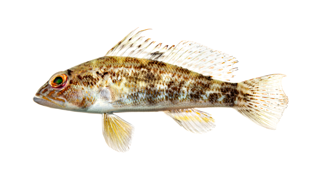 Centropristis philadelphica