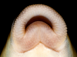 Hypentelium nigricans - Northern Hogcuker - New River, NC - lips