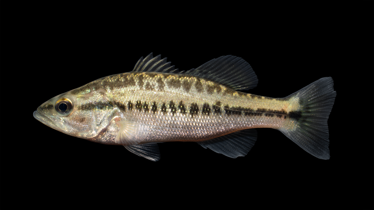 Micropterus Salmoides NCFishes