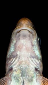 Phenacobius crassilabrum Mouth