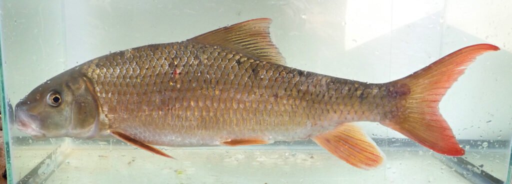 Moxostoma carinatum - River Redhorse - French Broad - Photo Credit: Luke Etchison NCWRC