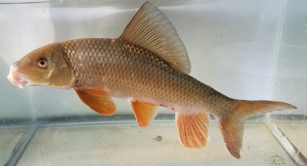 Moxostoma anisurum - Silver Redhorse - male - French Broad - Photo Credit: Luke Etchison NCWRC