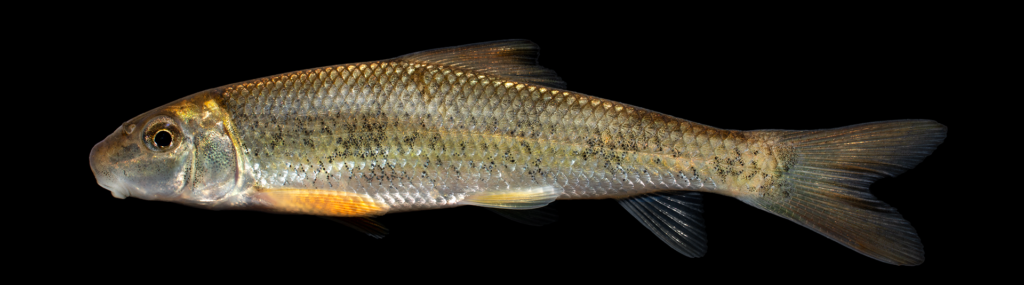 Moxostoma duquesnei - Black Redhorse - Nolichucky River
