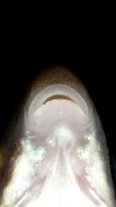 Moxostoma duquesnei