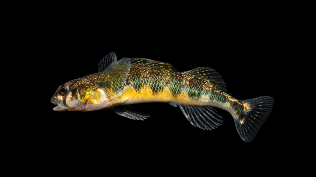 Percina versicolor, Russet Darter- Nolichucky basin