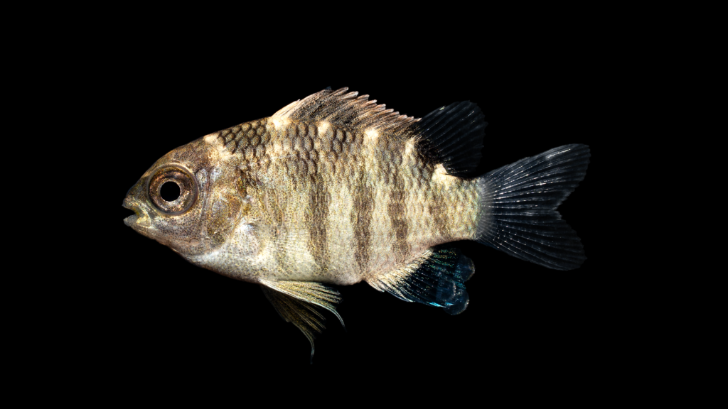 Abudefduf taurus