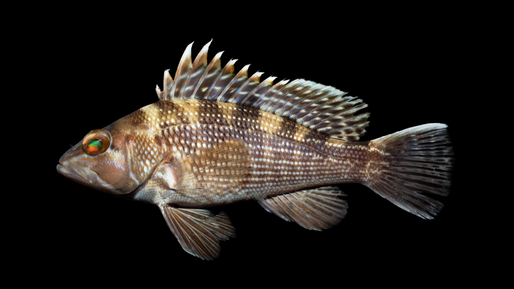 Centropristis striata